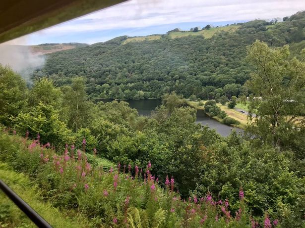 A view from the train with extensive greenery