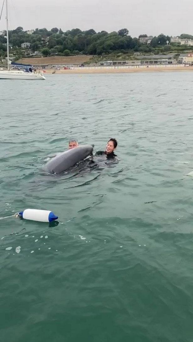 Dolphin swims with family