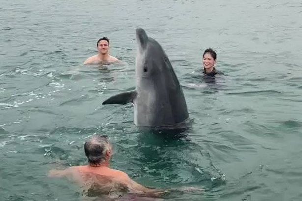 Dolphin swims with family