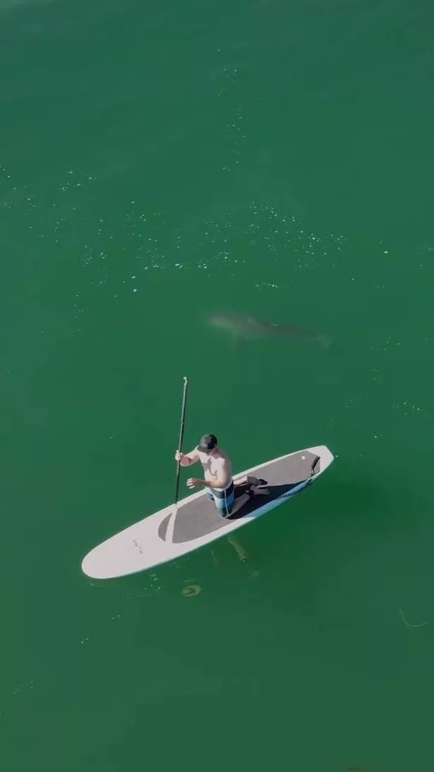 Paddleboarder and shark