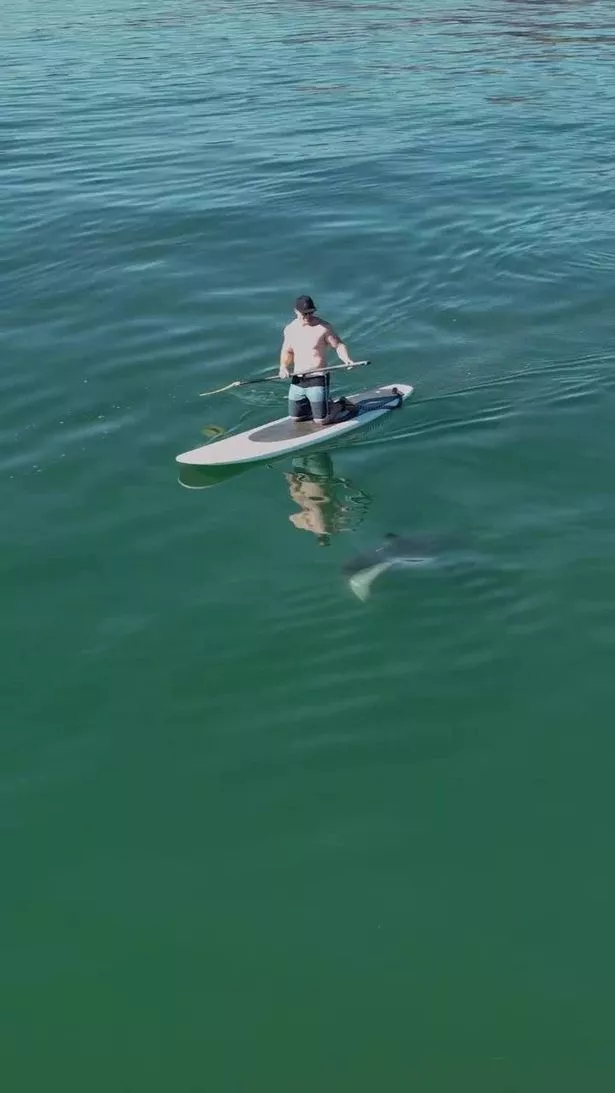 Paddleboarder and shark