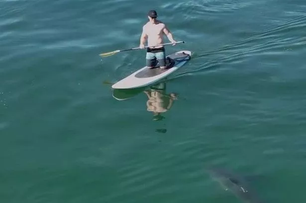 Paddleboarder and shark