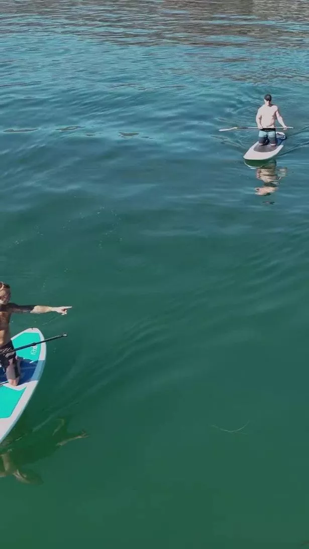 Paddleboarder and shark