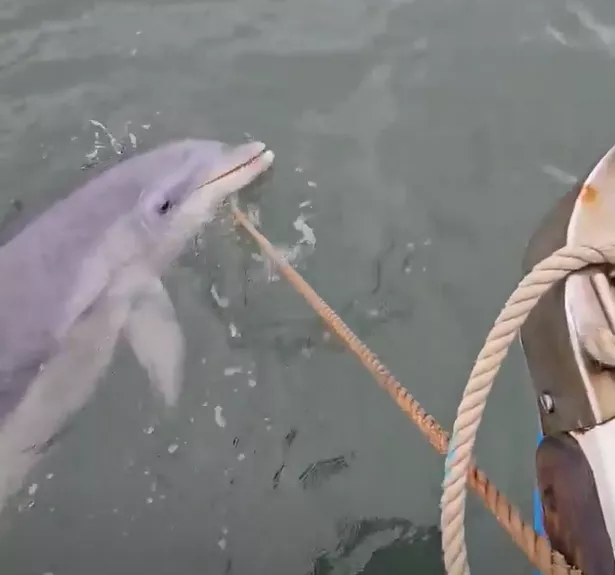 The trio spotted the dolphin on Saturday evening