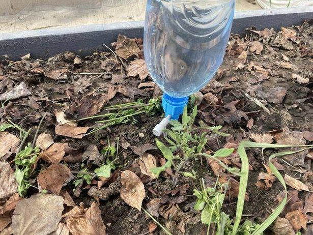 Simple drip irrigation system using plastic bottles 