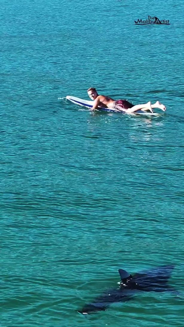 A juvenile great white shark is seen coming within yards of a surfer in the new footage