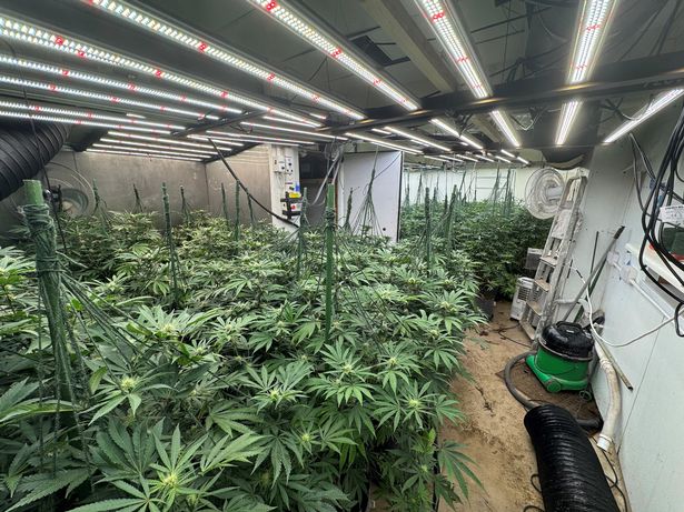 Cannabis plants found at the former pub, Star Inn, in Tickenham