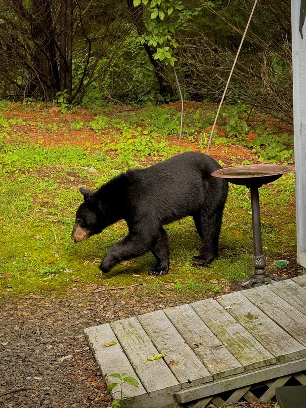 They saw five bears on their trip