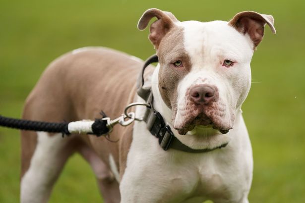 Joe said the dog which attacked Max was similar in size and build to an XL Bully, a banned breed