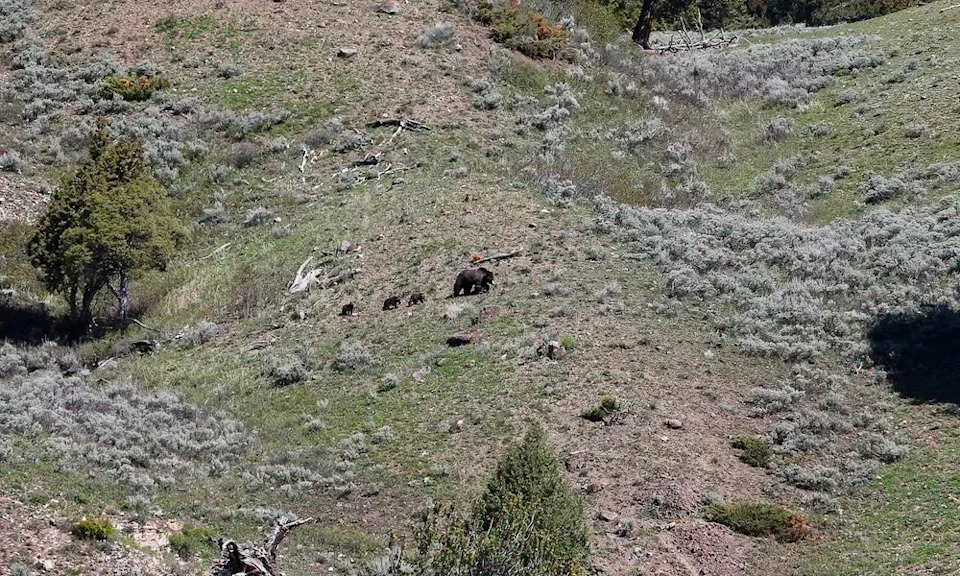 Yellowstone grizzly bears ascending foothills.