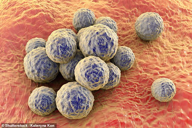 Feet can be a host for up to 1,000 different bacterial and fungal species, such as Staphylococcus (illustrated), which causes Staph skin infections
