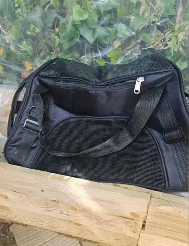 The kittens are believed to have been transported in a black duffel bag