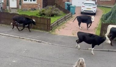 A herd of cows have been spotted running through a housing estate in Scotland after fences penning them in were blown down by 122mph winds from Storm Floris