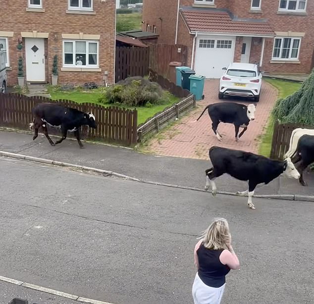 A herd of cows have been spotted running through a housing estate in Scotland after fences penning them in were blown down by 122mph winds from Storm Floris