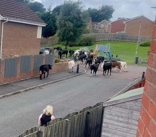 Footage posted on Facebook by a resident shows neighbours watching on in shock as around 20 cattle gathered on a street in the village of Carfin in North Lanarkshire this afternoon