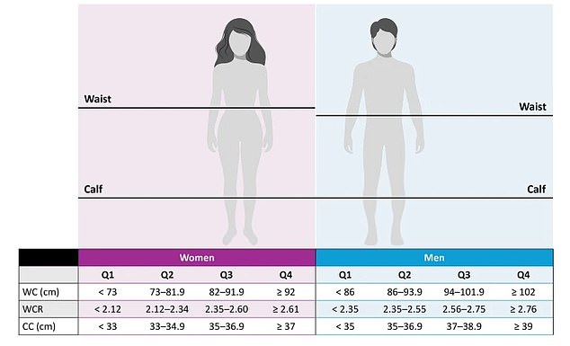 Some studies looking at calf circumference compared to the circumference of a person's waist. This is because it takes into account both obesity (excess abdominal fat) and muscle mass, making it potentially a better indicator of overall health risks than BMI or waist circumference alone