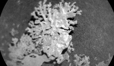NASA's Curiosity rover has beamed back a stunning image of a coral-shaped rock on Mars