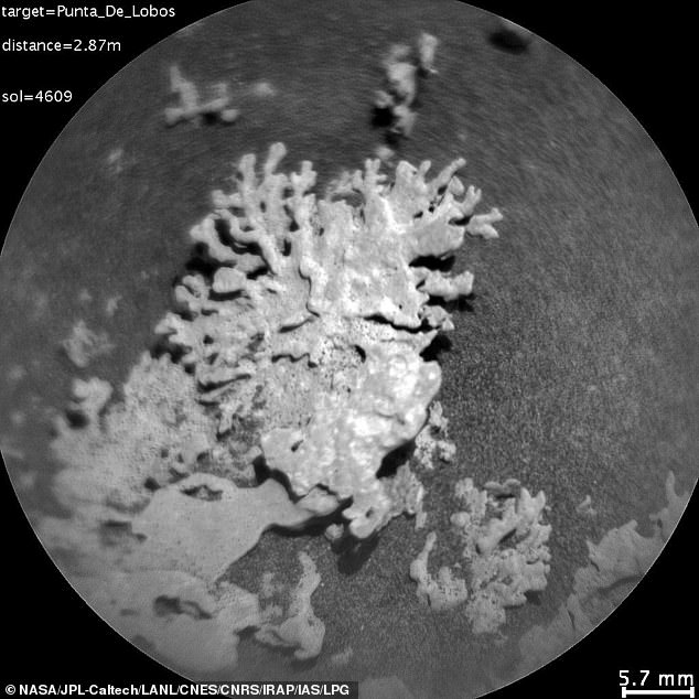 NASA's Curiosity rover has beamed back a stunning image of a coral-shaped rock on Mars