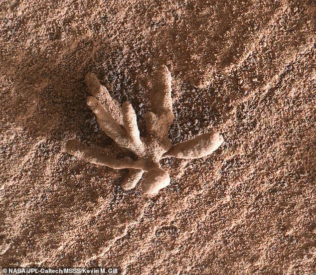 The rover stumbled upon a flower-like rock in 2022, which was also made in the ancient past when minerals carried by water cemented the rock