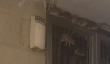 A sea of rats explodes over a doorway amid a infestation at Crystal Court in Hackney, North London