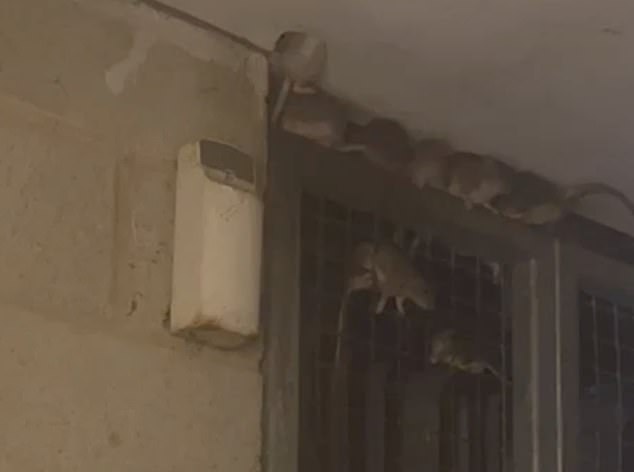 A sea of rats explodes over a doorway amid a infestation at Crystal Court in Hackney, North London
