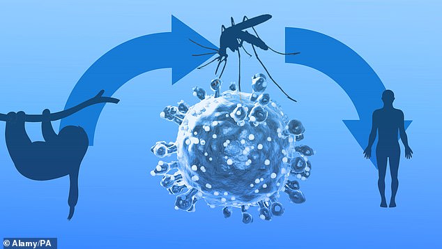 The oropouche virus is often passed to humans via mosquitoes and midgesthat have already fed from an infected animal