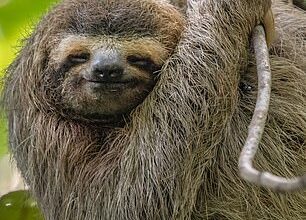 The virus occurs naturally in sloths, hence its nickname as 'sloth fever'