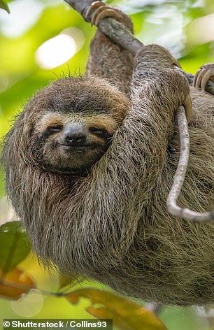 The virus occurs naturally in sloths, hence its nickname as 'sloth fever'