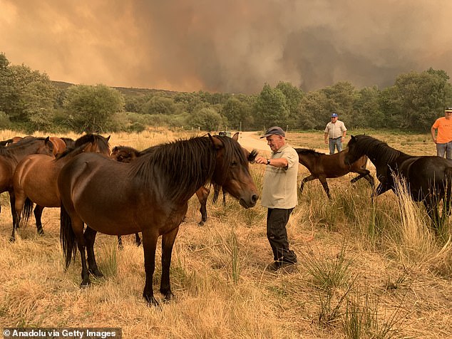 Firefighters and local residents continue to battle with forest fire that broke out in the Cualedro region of the province of Ourense, Spain on August 15