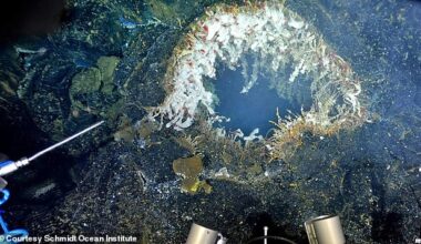 Scientist William Chadwick believes the Axial Seamount (picture) is likely to erupt before the end of 2025