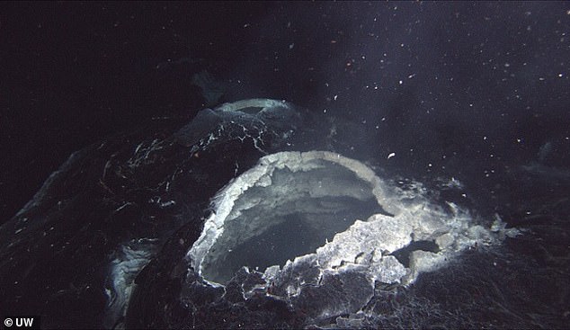 The Axial Seamount (pictured) last erupted in 2015, and recent activity points to another event coming in the next few months