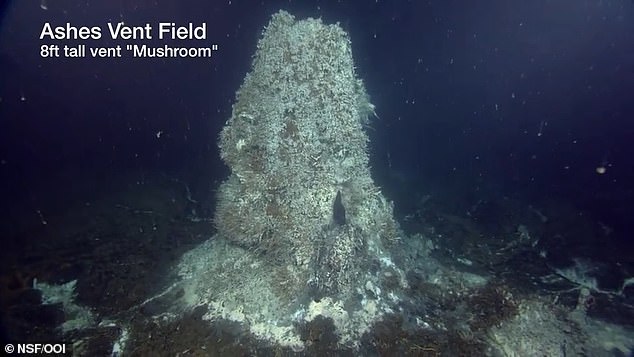 An eruption will produce large pillow lavas, tubes of molten rock that solidify quickly in seawater