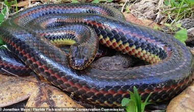 Wildlife officials are asking Floridians for help in tracking down the elusive rainbow snake that has dwindled in population over the past few decades