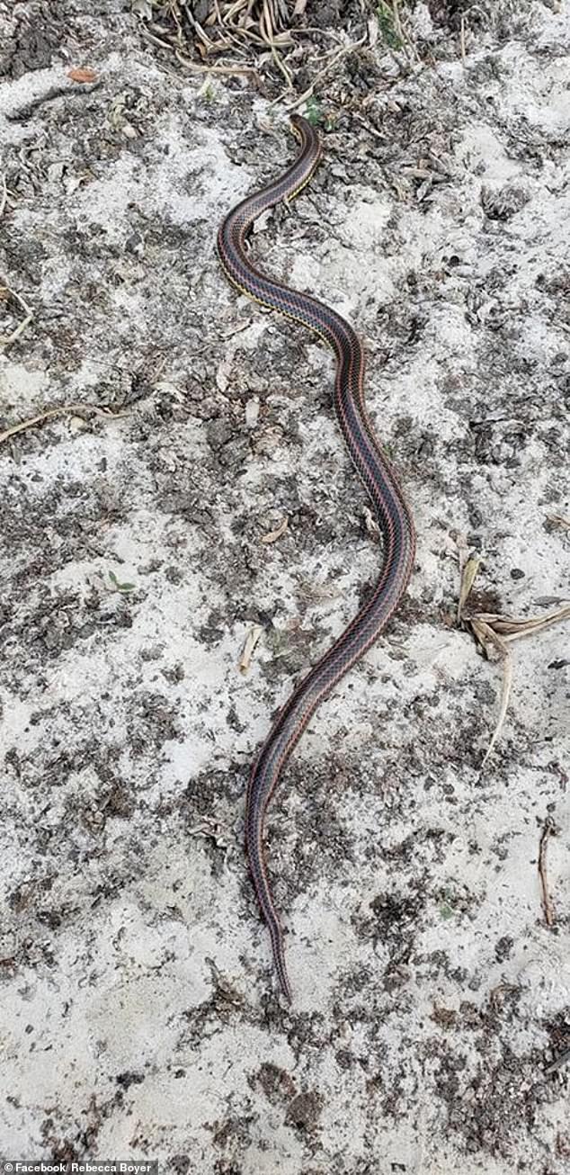 In 2020, hikers spotted a rainbow snake in Florida. The first to be seen in 50 years (PICTURED)