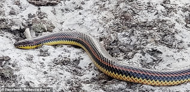The snakes are visually striking and difficult to mistake for other species, with three red stripes along their back, yellow-marked lip and chin scales, and adults typically reaching three to four feet in length