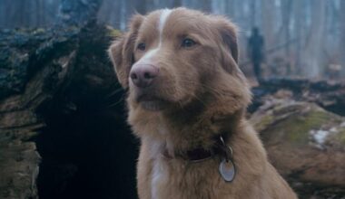 The horror film Good Boy, which features a dog as the lead, is dividing moviegoers ahead of its October release