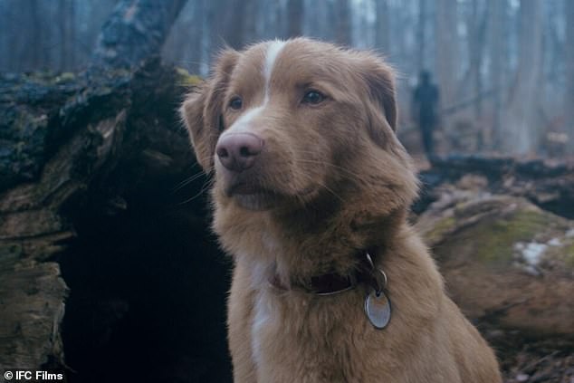 The horror film Good Boy, which features a dog as the lead, is dividing moviegoers ahead of its October release