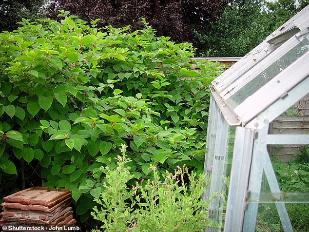 There are now over 100,000 records of Japanese knotweed recorded in the UK annually