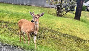 A Reddit user posted images of a deer covered in cutaneous fibromas on August 8