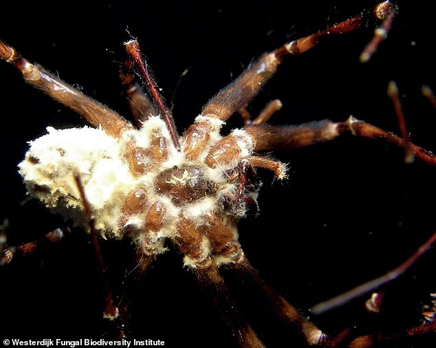 The fungus hijacks the spider’s brain chemistry to drive it out of its web to die, then grows fruiting bodies from the corpse to release spores and spread the infection