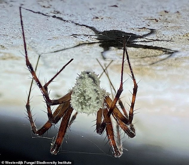 Scientists discovered cave-dwelling 'zombie' spiders in Ireland. The infested creatures were all attached to the ceiling of the cave