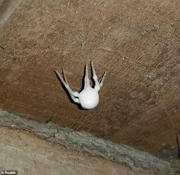 A New York resident shared an image of a zombie spider they found inside their home