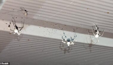 While first identified in Ireland, Americans have reported seeing the zombie spiders in their attics