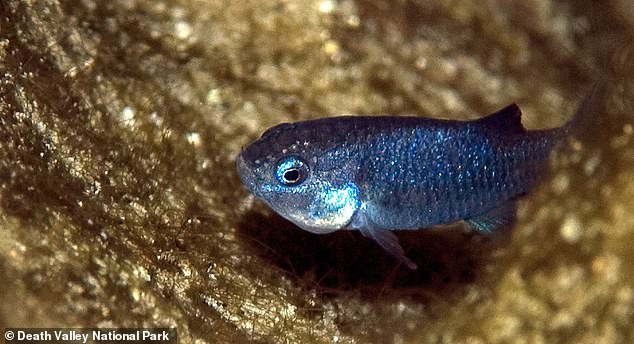 The tiny fish has been hit with water surges that displaced the algae and invertebrates they need for food