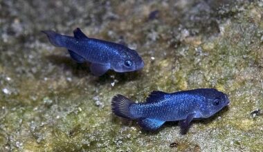 Devil's Hole is the only home to the critically endangered Devil's Hole pupfish (pictured)
