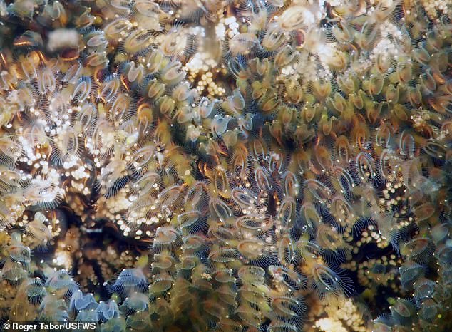 The statoblasts can survive the harsh climate of winter and wait to create new colony blobs in the spring