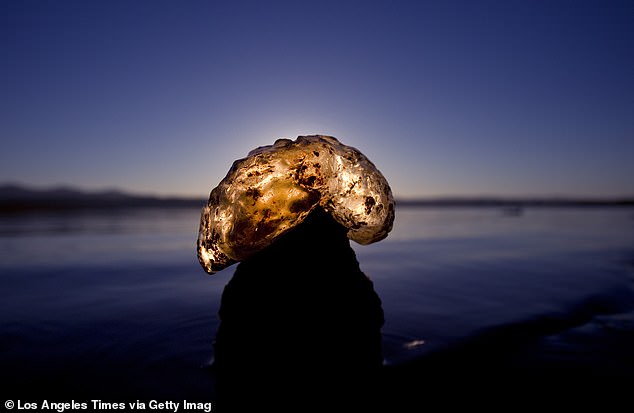These creatures are giant colonies of tiny zooids which have cleaned the water for 480 million years