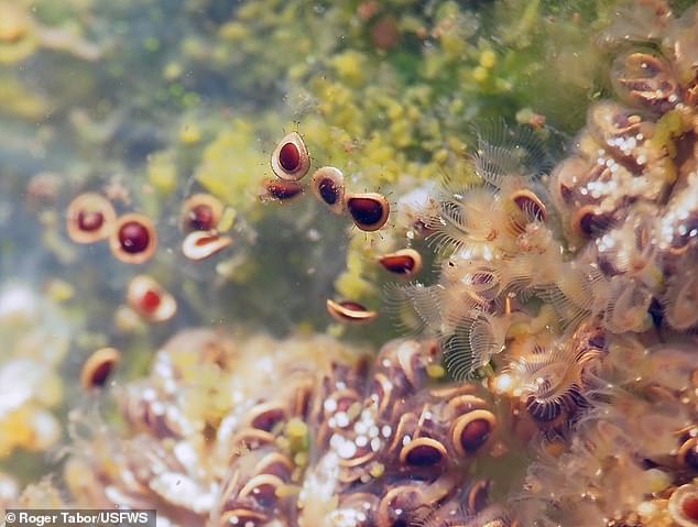 The magnificent bryozoan is commonly seen throughout the US in late summer and early fall, before they break apart into small pods called statoblasts
