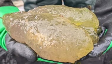 Wildlife officials have revealed that the strange blobs seen in US waterways is the harmless magnificent bryozoan