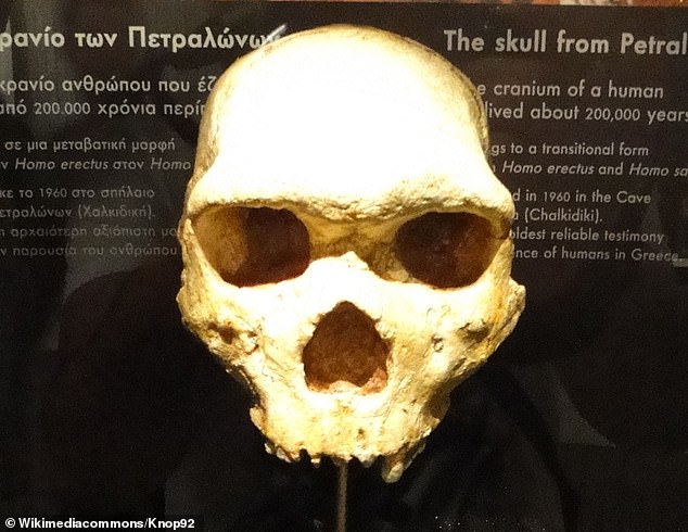 The Petralona skull was removed and cleaned and is now on display at Archaeological Museum of Thessaloniki, Greece